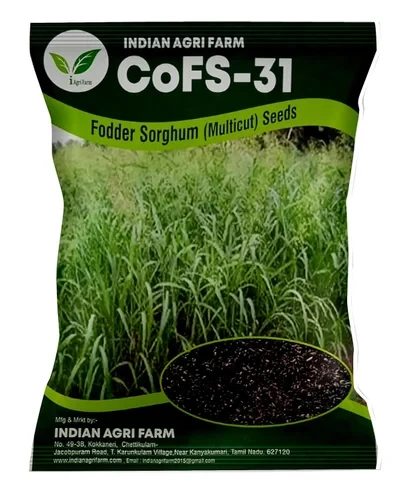 CoFs 31 Fodder Sorghum Seed - 1 Kg - MultiCut for Fodder Cultivation