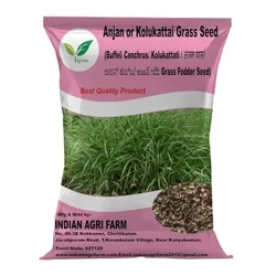 Anjan Grass Seed - 1 Kg - Kolukattai - Cenchrus Ciliaris - Dhaman Grass Seed